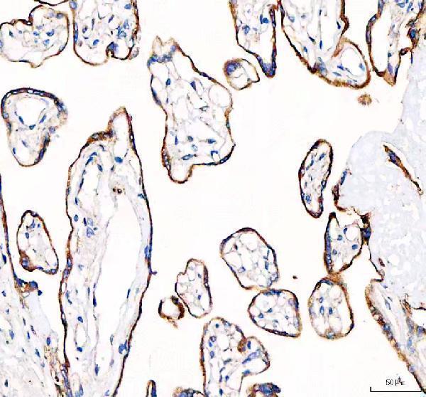 a00930 1 eml4 primary antibodies ihc testing 1