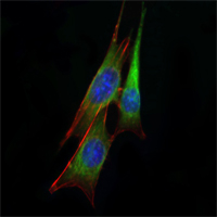 Immunofluorescence analysis of NIH/3T3 cells using ETS1 Monoclonal Antibody (green)