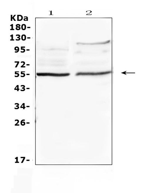 Western blot analysis of ETS1 using anti-ETS1 antibody (A00931-2). Electrophoresis was performed on a 5-20% SDS-PAGE gel at 70V (Stacking gel) / 90V (Resolving gel) for 2-3 hours. The sample well of each lane was loaded with 50ug of sample under reducing conditions. Lane 1: NIH3T3 whole Cell lysates, Lane 2: A375 whole cell lysates. After Electrophoresis, proteins were transferred to a Nitrocellulose membrane at 150mA for 50-90 minutes. Blocked the membrane with 5% Non-fat Milk/ TBS for 1.5 hour at RT. The membrane was incubated with rabbit anti-ETS1 antigen affinity purified polyclonal antibody (Catalog # A00931-2) at 0.5 μg/mL overnight at 4°C, then washed with TBS-0.1%Tween 3 times with 5 minutes each and probed with a goat anti-rabbit IgG-HRP secondary antibody at a dilution of 1:10000 for 1.5 hour at RT. The signal is developed using an Enhanced Chemiluminescent detection (ECL) kit (Catalog # EK1002) with Tanon 5200 system. A specific band was detected for ETS1 at approximately 54KD. The expected band size for ETS1 is at 54KD.