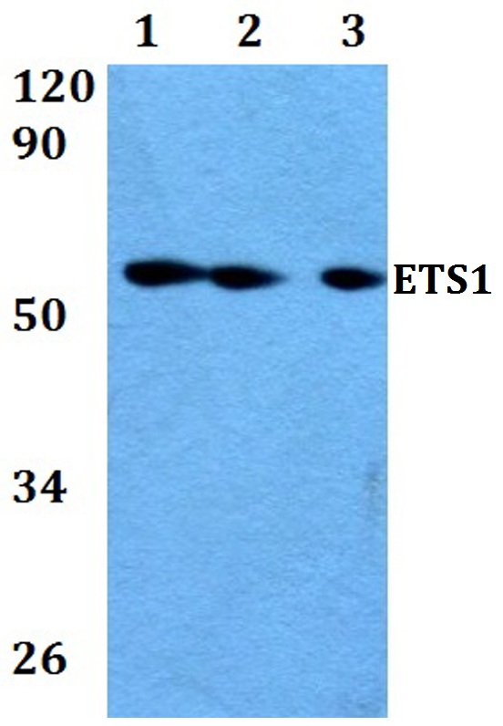 a00931 3 ets1 primary antiboties wb testing 1