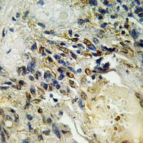 a00931 ets1 primary antibodies if testing 3
