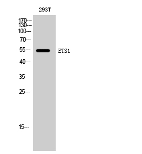 a00931 ets1 primary antibodies wb testing 2
