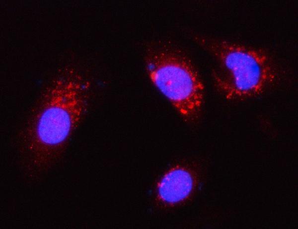 a00932 1 pgp primary antibodies if testing 6