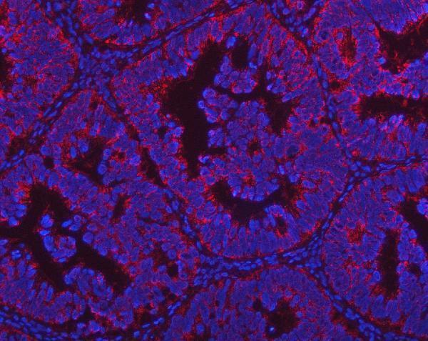 a00932 1 pgp primary antibodies if testing 8