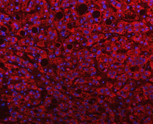 a00932 1 pgp primary antibodies if testing 9