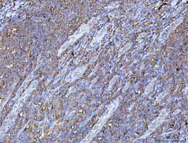 a00932 1 pgp primary antibodies ihc testing 4