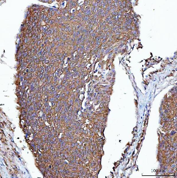 a00932 1 pgp primary antibodies ihc testing 5