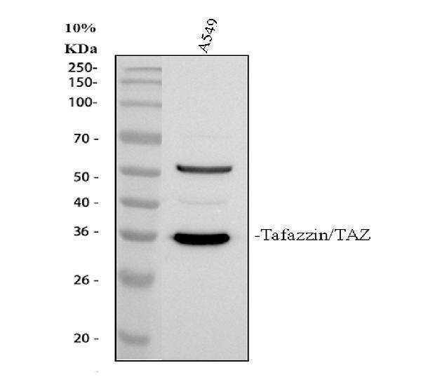 a00933 taz primary antibodies wb testing 1