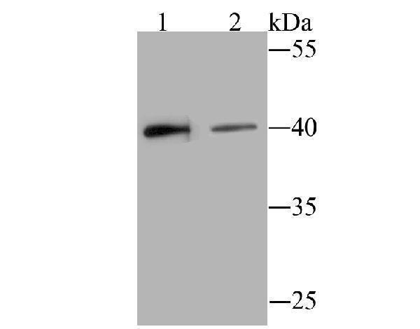 Western blot analysis of BST2 on Hela (1) and SiHa (2) cell lysate using anti-BST2 antibody at 1/500 dilution