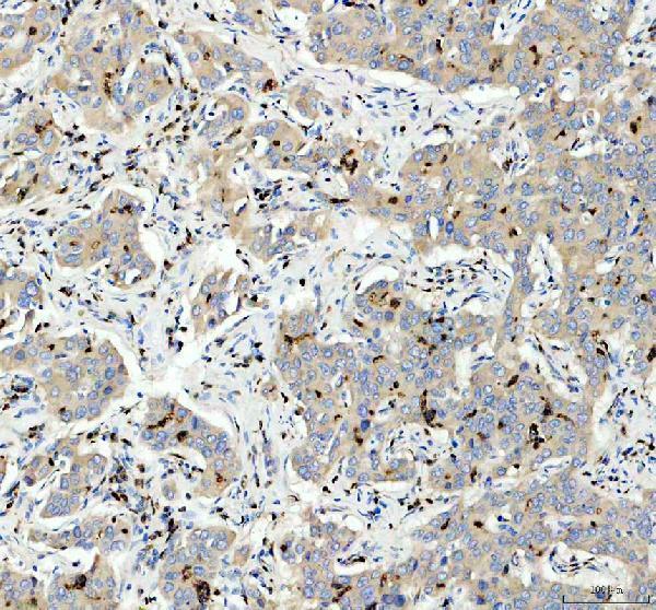IHC analysis of BST2/Tetherin using anti-BST2/Tetherin antibody (A00934-3)