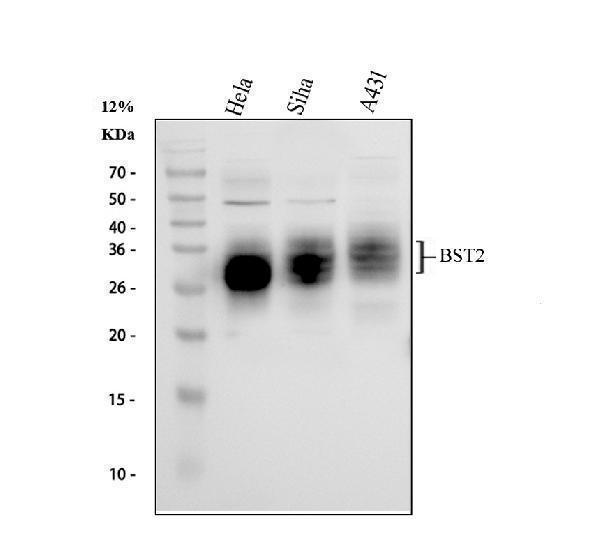 Western blot analysis of BST2/Tetherin using anti-BST2/Tetherin antibody (A00934-3)