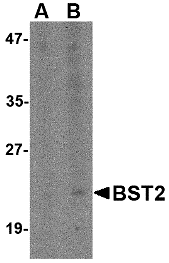 Western blot analysis of Bst2 in Daudi cell lysate with Bst2 antibody at (A) 1 and (B) 2 μg/mL