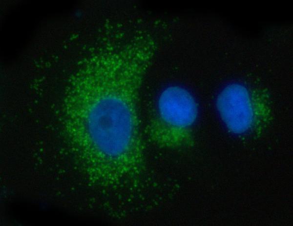 a00937 1 psap primary antibodies if testing 4