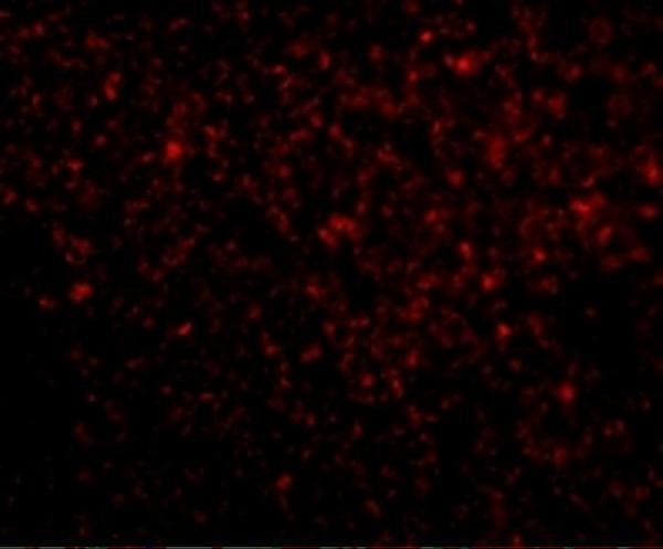 Immunofluorescence of TREX1 in Human Spleen tissue with TREX1 antibody at 20 μgg/mL