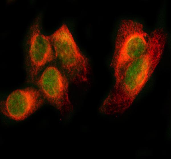  IF analysis of PAX8 using anti-PAX8 antibody (A00943-4) and anti-Beta Tubulin antibody (M01857-3)