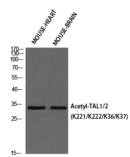 a00944 1 tal1 primary antibodies wb testing 1