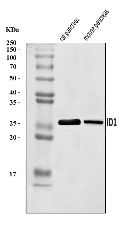  Western blot analysis of ID1 using anti-ID1 antibody (A00945-2)