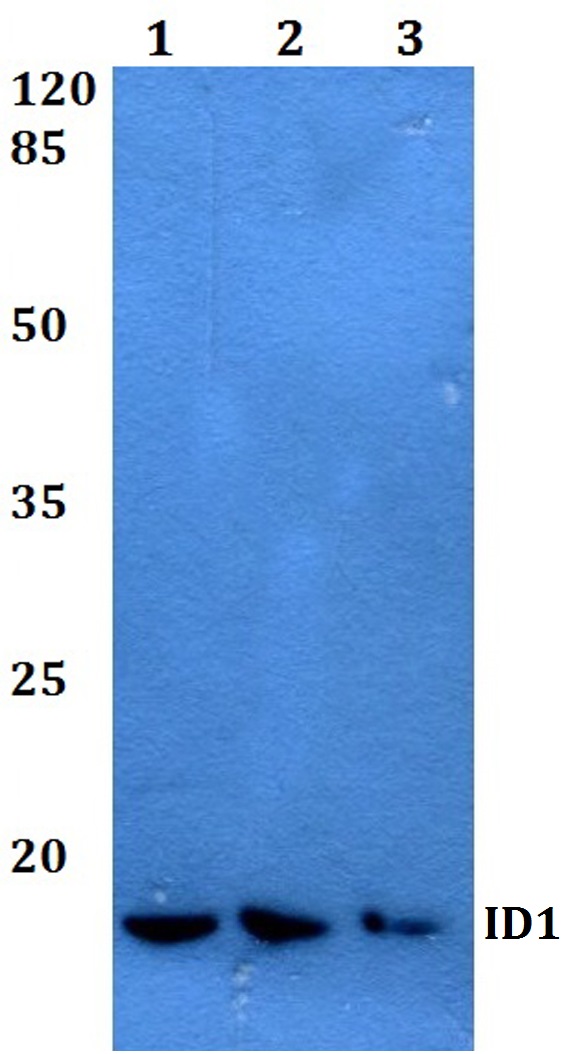a00945 id1 primary antiboties wb testing 1