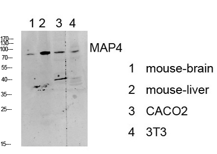Western blot analysis of various lysate, antibody was diluted at 1000