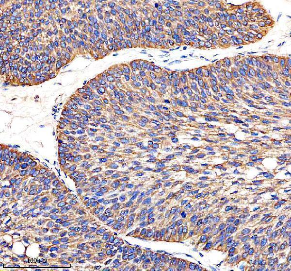  IHC analysis of MAP4 using anti-MAP4 antibody (A00948-2)