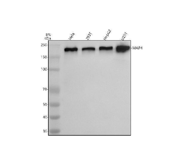  Western blot analysis of MAP4 using anti-MAP4 antibody (A00948-2)