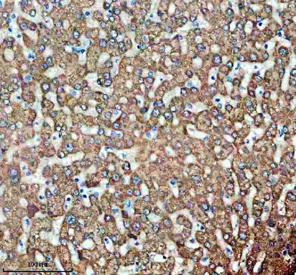 IHC analysis of TIRAP using anti-TIRAP antibody (A00950-1)
