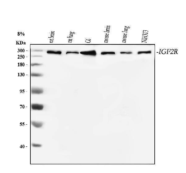 a00951 1 igf2r primary antibodies wb testing 1