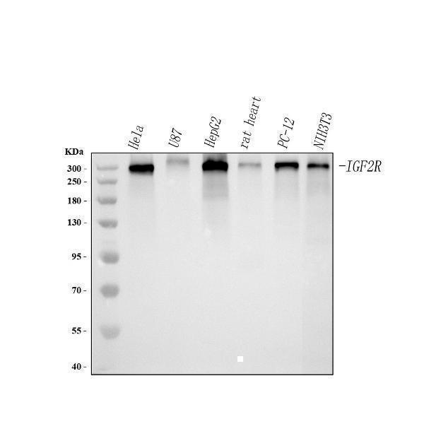 a00951 igf2r primary antibodies wb testing 1