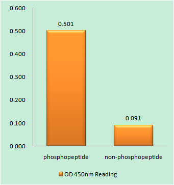 Enzyme-Linked Immunosorbent Assay (Phospho-ELISA) for Immunogen Phosphopeptide (Phospho-left) and Non-Phosphopeptide (Phospho-right), using IGF2R (Phospho-Ser2409) Antibody