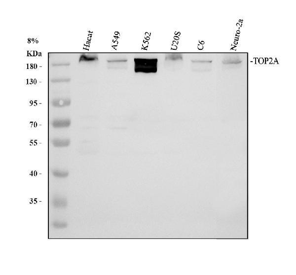 a00953 top2a primary antibodies wb testing 1
