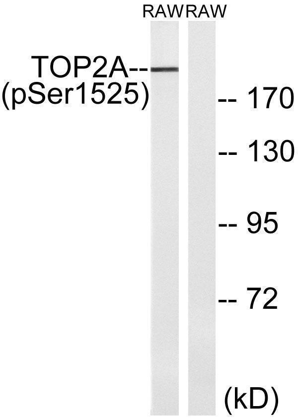Western blot analysis of lysates from RAW264