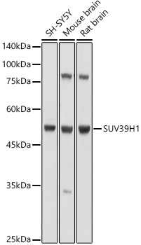 a00954 suv39h1 primary antiboties wb testing 1