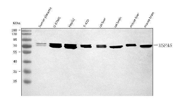  Western blot analysis of GRP78/BIP/HSPA5 using anti-GRP78/BIP/HSPA5 antibody (A00955)