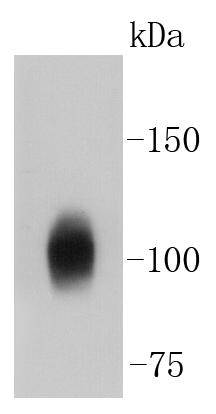 a00956 3 atp1a1 primary antiboties wb testing 1