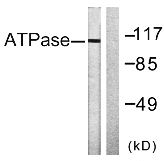 a00956 atp1a1 primary antibodies wb testing 3