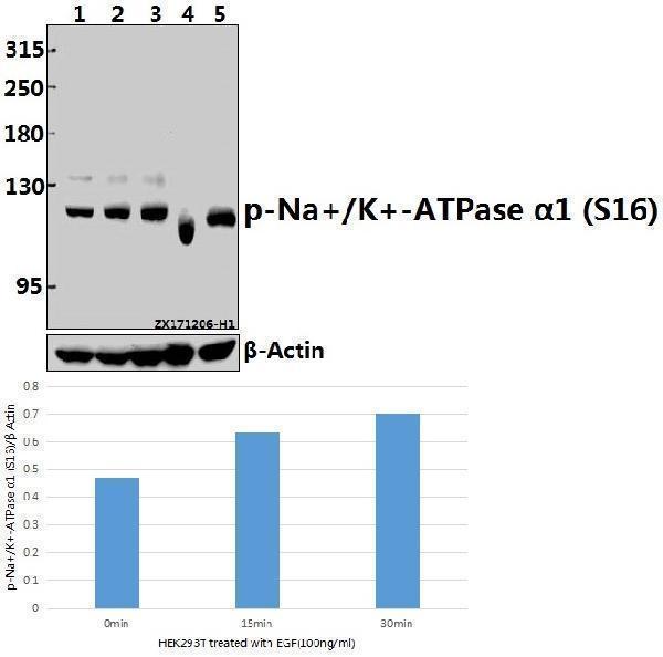 a00956s16 atp1a1 primary antiboties wb testing 1