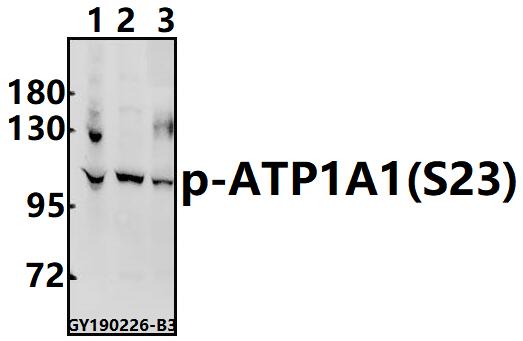a00956s23 atp1a1 primary antiboties wb testing 1
