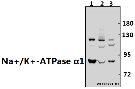 a00956y10 atp1a1 primary antiboties wb testing 1