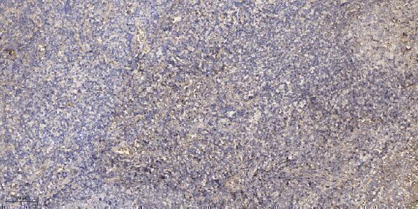 a00956y260 atp1a1 primary antibodies ihc testing 4