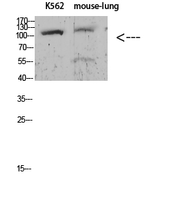 a00956y260 atp1a1 primary antibodies wb testing 2