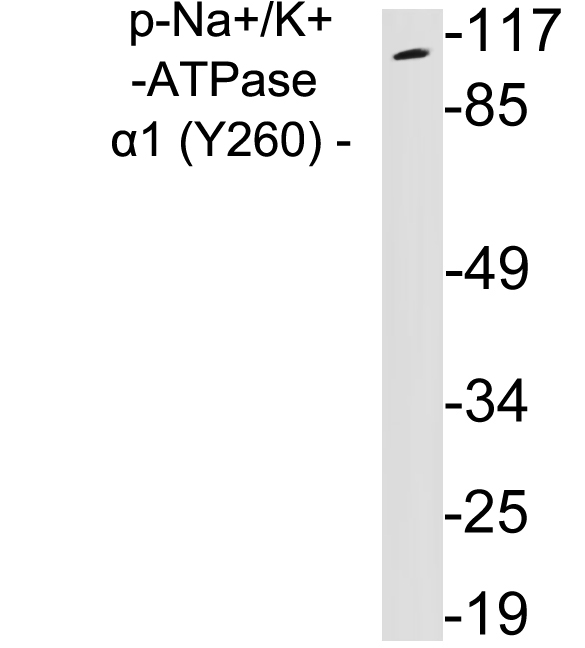 a00956y260 atp1a1 primary antibodies wb testing 3