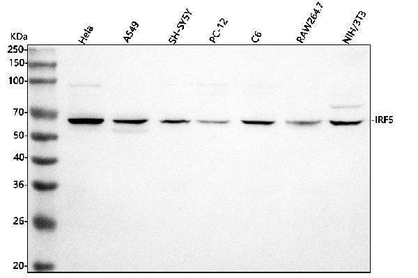  Western blot analysis of IRF5 using anti-IRF5 antibody (A00958-1)
