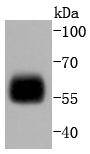 Western blot analysis of IRF5 on THP-1 cells lysates using anti-IRF5 antibody at 1/1,000 dilution