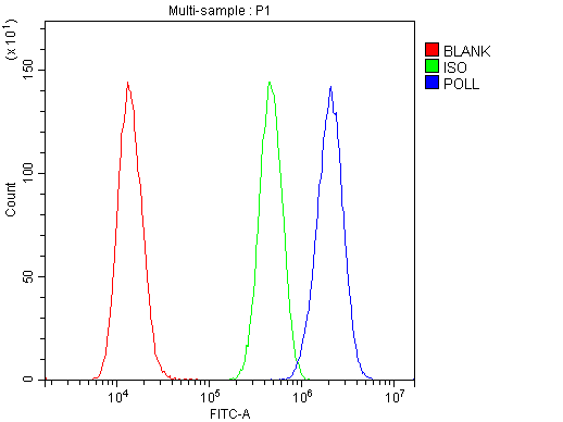 a00959 2 dna_polymerase_lambda primary antibodies fc testing 2