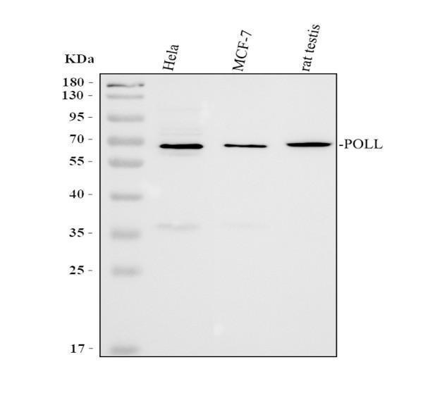 Western blot analysis of POLL using anti-POLL antibody (A00959-2)