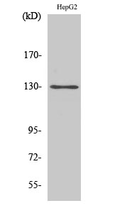 Western blotting validation for Anti-p130 Cas BCAR1 Antibody A00960-2
Western Blot (WB) analysis of specific cells using p130 Cas polyclonal antibody
