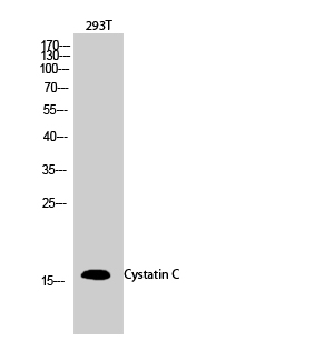 Western Blot analysis of 293T cells using Cystatin C Polyclonal Antibody diluted at 1:2000