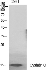Western Blot analysis of various cells using Cystatin C Polyclonal Antibody diluted at 1:2000