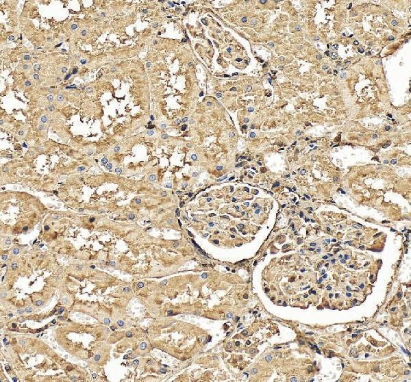 IHC analysis of Cystatin C/CST3 using anti-Cystatin C/CST3 antibody (A00961-2)
