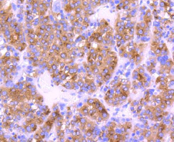 a00961 4 cst3 primary antiboties ihc testing 2
